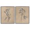 Stupell Industries Vintage Sketch Botanical 2 pc Framed Giclee Wall Art Set Design by June Erica Vess
